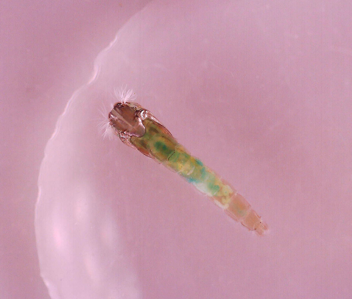 Midge Pupa - Chironomidae This is the pupa of the large larva seen in this spotting:<br />
<figure class="photo"><a href="https://www.jungledragon.com/image/95895/midge_chironomidae_larva_with_midge_tanypodinae_larvae.html" title="Midge (Chironomidae) Larva with Midge (Tanypodinae) Larvae"><img src="https://s3.amazonaws.com/media.jungledragon.com/images/3232/95895_thumb.jpg?AWSAccessKeyId=05GMT0V3GWVNE7GGM1R2&Expires=1769040010&Signature=T8mThF9ztF5VIyIGgdR1WTjAVSs%3D" width="200" height="162" alt="Midge (Chironomidae) Larva with Midge (Tanypodinae) Larvae Well. This is weird and I wish I had better photos, but this was super hard to photograph. <br />
<br />
What you are looking at is a gelatinous blob with tiny midge eggs (Tanypodinae). In the center of the blob is a large Chironomid larva that appeared to have gotten inside the blob somehow and made itself a tunnel. It was eating the goo or the eggs, I'm not sure. <br />
<br />
***This photo was taken 24 hours after collection. The tiny midge eggs had hatched and the large larva had grown a bit. The gelatinous matrix was beginning to break down.<br />
<br />
Habitat: Collected in a pond and photographed at home.<br />
<br />
Video on Day 1: https://vimeo.com/430465270<br />
<br />
Video after 48 hours: https://vimeo.com/430466114<br />
<br />
Photo from Day 1 (Day of Collection):<br />
https://www.jungledragon.com/image/95894/midge_chironomidae_larva_with_midge_tanypodinae_eggs.html<br />
<br />
Photo from 48 hours after collection:<br />
https://www.jungledragon.com/image/95896/midge_chironomidae_larva_with_midge_tanypodinae_larvae.html Geotagged,Spring,United States" /></a></figure><br />
<br />
It pupated last night and is quite cute with it's white fluffy hair and greenish body.  All the tiny larvae from the previous spotting have either died or pupated. <br />
<br />
Habitat: Captured in a pond and reared/photographed at home.<br />
<figure class="photo"><a href="https://www.jungledragon.com/image/96054/midge_pupa_-_chironomidae.html" title="Midge Pupa - Chironomidae"><img src="https://s3.amazonaws.com/media.jungledragon.com/images/3232/96054_thumb.jpg?AWSAccessKeyId=05GMT0V3GWVNE7GGM1R2&Expires=1769040010&Signature=f0kIpoFLA190EjtOzlmGZDIsrbc%3D" width="200" height="152" alt="Midge Pupa - Chironomidae This is the pupa of the large larva seen in this spotting:<br />
https://www.jungledragon.com/image/95895/midge_chironomidae_larva_with_midge_tanypodinae_larvae.html<br />
<br />
It pupated last night and is quite cute with it's white fluffy hair and greenish body.  All the tiny larvae from the previous spotting have either died or pupated. <br />
<br />
Habitat: Captured in a pond and reared/photographed at home.<br />
https://www.jungledragon.com/image/96056/midge_pupa_-_chironomidae.html<br />
https://www.jungledragon.com/image/96055/midge_pupa_-_chironomidae.html<br />
 Chironomidae,Geotagged,United States,midge,midge pupa,pupa" /></a></figure><br />
<figure class="photo"><a href="https://www.jungledragon.com/image/96055/midge_pupa_-_chironomidae.html" title="Midge Pupa - Chironomidae"><img src="https://s3.amazonaws.com/media.jungledragon.com/images/3232/96055_thumb.jpg?AWSAccessKeyId=05GMT0V3GWVNE7GGM1R2&Expires=1769040010&Signature=xfB7SXhsodN6NWHn4zquOYL0Slg%3D" width="148" height="152" alt="Midge Pupa - Chironomidae This is the pupa of the large larva seen in this spotting:<br />
https://www.jungledragon.com/image/95895/midge_chironomidae_larva_with_midge_tanypodinae_larvae.html<br />
<br />
It pupated last night and is quite cute with it's white fluffy hair and greenish body.  All the tiny larvae from the previous spotting have either died or pupated. <br />
<br />
Habitat: Captured in a pond and reared/photographed at home.<br />
https://www.jungledragon.com/image/96054/midge_pupa_-_chironomidae.html<br />
https://www.jungledragon.com/image/96056/midge_pupa_-_chironomidae.html<br />
 Chironomidae,Geotagged,United States,midge,pupa" /></a></figure><br />
 Geotagged,United States
