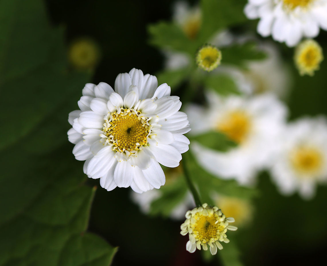 Feverfew - Tanacetum parthenium I found this plant growing along a forest edge - probably a garden escapee. Feverfew has traditionally been used to treat migraines, fever, and arthritis.<br />
<br />
Habitat: Forest edge Feverfew,Geotagged,Spring,Tanacetum,Tanacetum parthenium,Tansy,United States