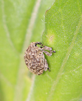 Weevil - Acanthoscelidius acephalus ~3 mm in size. 

Habitat: Rural garden Acanthoscelidius acephalus,Geotagged,Spring,United States,beetle,weevil