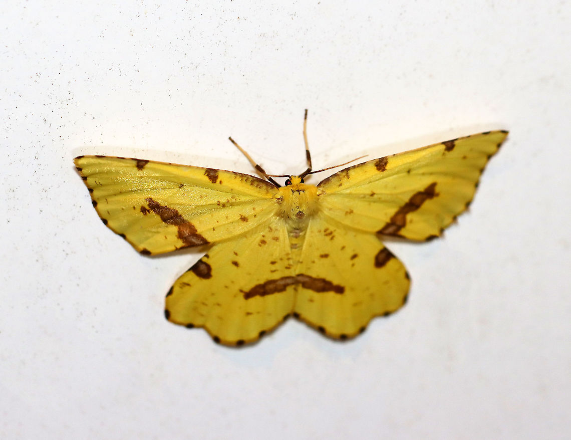Crocus Geometer - Xanthotype sospeta Xanthotype sospeta and X. urticaria are very similar species. Xanthotype sospeta is larger -- this individual had a wingspan of about 50 mm. Another difference is that Xanthotype sospeta has much less brown blotching on the wings. Hosts: Deciduous trees and shrubs. Status: Common<br />
<br />
**According to BugGuide, the DNA for X. sospeta and X. urticaria is identical. But, they are still considered separate species.<br />
<br />
Habitat: Attracted to a 395 nm LED light in a semi-rural area<br />
<br />
2020(57) Crocus geometer,Geotagged,Spring,United States,Xanthotype,Xanthotype sospeta,moth