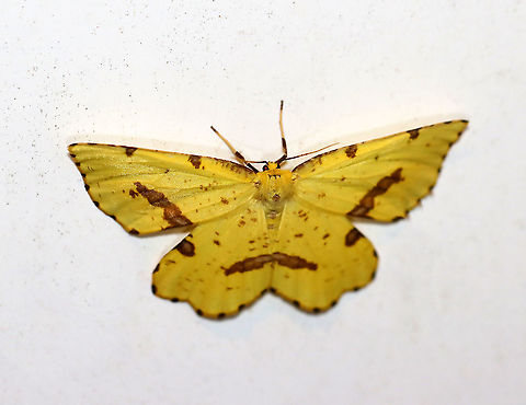 Crocus Geometer - Xanthotype sospeta Xanthotype sospeta and X. urticaria are very similar species. Xanthotype sospeta is larger -- this individual had a wingspan of about 50 mm. Another difference is that Xanthotype sospeta has much less brown blotching on the wings.  Hosts: Deciduous trees and shrubs. Status: Common

**According to BugGuide, the DNA for X. sospeta and X. urticaria is identical. But, they are still considered separate species.

Habitat: Attracted to a 395 nm LED light in a semi-rural area

2020(57) Crocus geometer,Geotagged,Spring,United States,Xanthotype,Xanthotype sospeta,moth