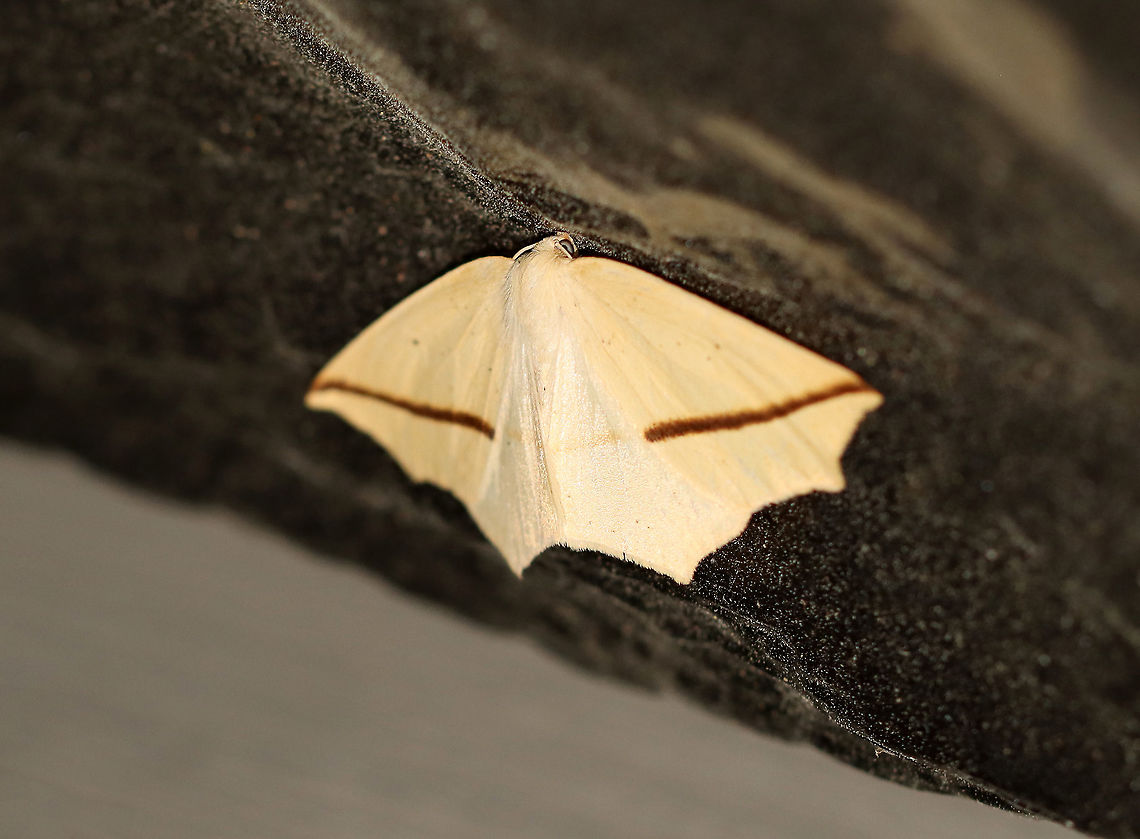 Yellow Slant-Line - Tetracis crocallata WS: ~40 mm. Pale yellow forewing with thick, brown PM line that slants to apex. Small, discal spots on all wings. Hosts: Alder, chestnut, sumac, and willow. Status: Common.<br />
<br />
Habitat: Attracted to a 395 nm LED light in a semi-rural area<br />
<br />
2020(58) Geotagged,Spring,Tetracis,Tetracis crocallata,United States,Yellow Slant-Line,moth