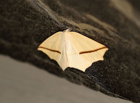 Yellow Slant-Line - Tetracis crocallata WS: ~40 mm. Pale yellow forewing with thick, brown PM line that slants to apex. Small, discal spots on all wings. Hosts: Alder, chestnut, sumac, and willow. Status: Common.

Habitat: Attracted to a 395 nm LED light in a semi-rural area

2020(58) Geotagged,Spring,Tetracis,Tetracis crocallata,United States,Yellow Slant-Line,moth