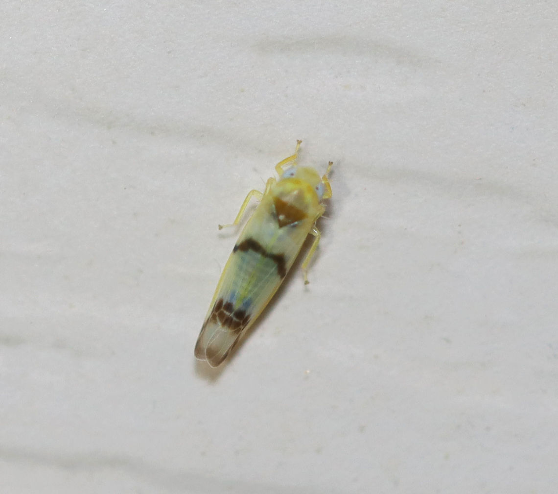 Leafhopper - Empoa gillettei ~3 mm long.<br />
<br />
Habitat: Attracted to a light in a semi-rural area. Empoa,Empoa gillettei,Geotagged,Spring,United States,leafhopper