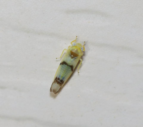 Leafhopper - Empoa gillettei ~3 mm long.

Habitat: Attracted to a light in a semi-rural area. Empoa,Empoa gillettei,Geotagged,Spring,United States,leafhopper