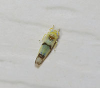 Leafhopper - Empoa gillettei ~3 mm long.<br />
<br />
Habitat: Attracted to a light in a semi-rural area. Empoa,Empoa gillettei,Geotagged,Spring,United States,leafhopper