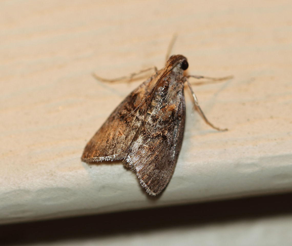 Double-humped Pococera Moth - Pococera expandens TL: ~15 mm. Variable species. Known to have an ochre basal patch and white scales near the inner margin. Hosts: Oak. Status: Common<br />
<br />
Habitat: Attracted to a 365 nm light in a semi-rural area<br />
<br />
2020(59) Double-humped Pococera Moth,Geotagged,Pococera expandens,Spring,Striped oak webworm moth,United States,moth