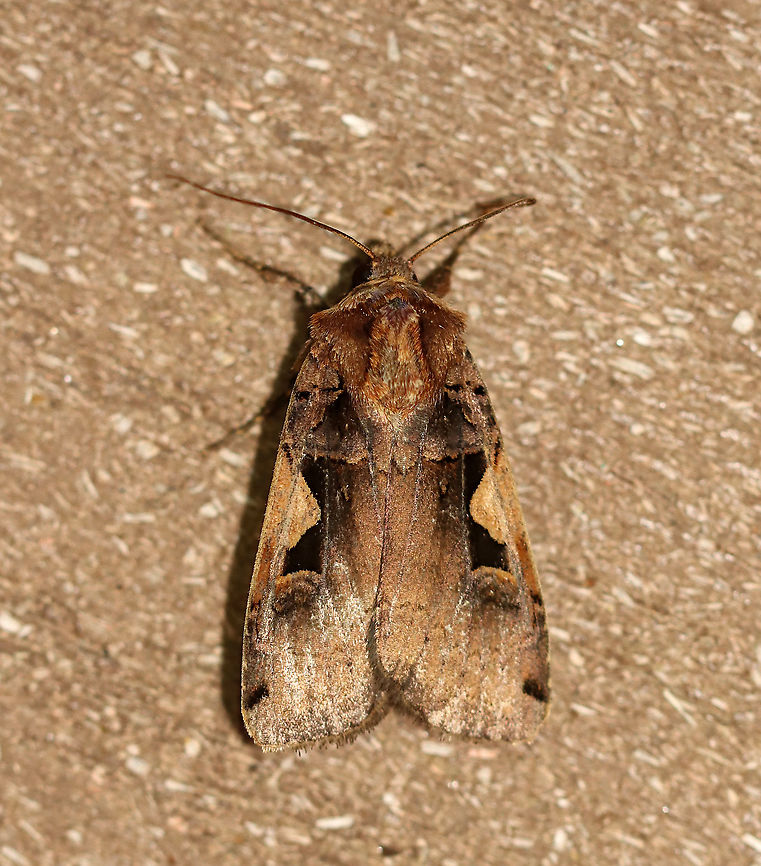 Setaceous Hebrew Character - Xestia c-nigrum TL: ~15 mm. Similar to Xestia dolosa, except that Xestia c-nigrum has a shorter FW length. Also, the AM line is straighter in Xestia c-nigrum and more scalloped in Xestia dolosa.<br />
<br />
Habitat: Attracted to a 365 nm light in a semi-rural area<br />
<br />
2020(60)  Geotagged,Setaceous Hebrew character,Spring,United States,Xestia,Xestia c-nigrum,moth