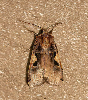 Setaceous Hebrew Character - Xestia c-nigrum TL: ~15 mm. Similar to Xestia dolosa, except that Xestia c-nigrum has a shorter FW length. Also, the AM line is straighter in Xestia c-nigrum and more scalloped in Xestia dolosa.

Habitat: Attracted to a 365 nm light in a semi-rural area

2020(60)  Geotagged,Setaceous Hebrew character,Spring,United States,Xestia,Xestia c-nigrum,moth