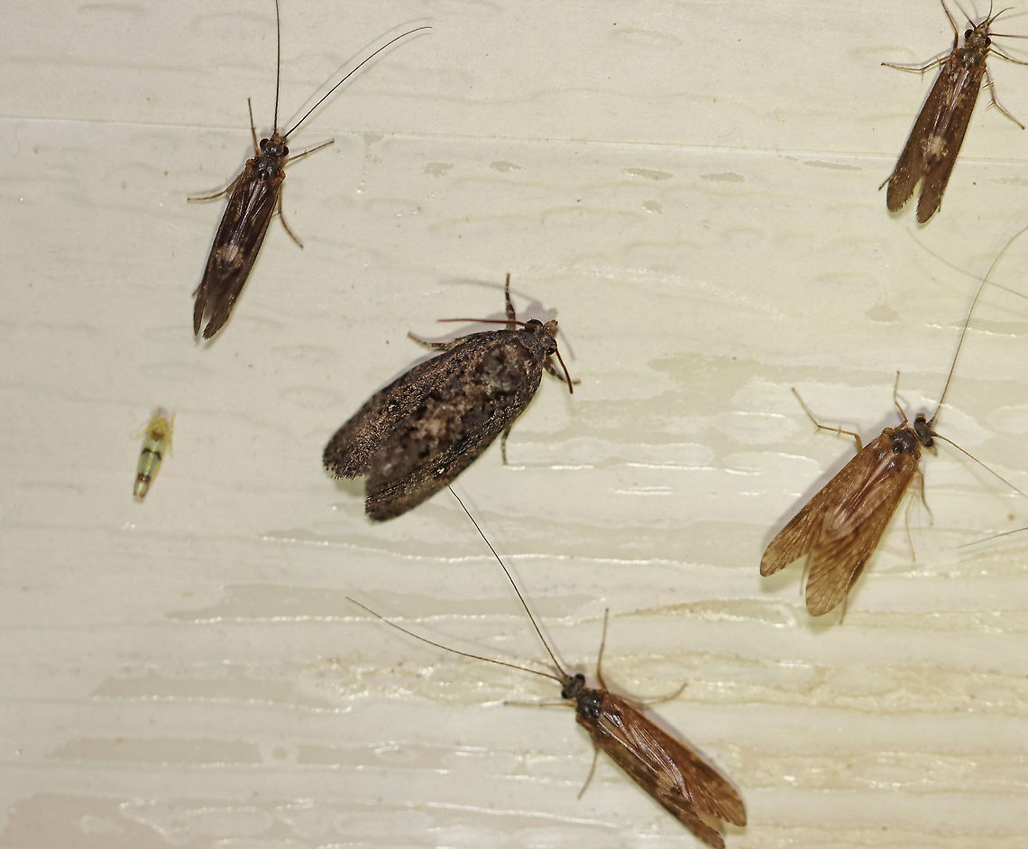 Dotted Gymnandrosoma - Gymnandrosoma punctidiscanum Sorry for the crazy photo! I couldn't crop the photo properly without the photobombers, so I left them.  The ID is for the moth in the middle. The other insects are caddisflies, except for the one tiny leafhopper.<br />
<br />
TL: ~10 mm. Grayish brown FW with marbled appearance. Thoracic tuft. White discal spots. Hosts: Locust. Status: Common.<br />
<br />
Habitat: Attracted to a 365 nm light in a semi-rural area<br />
<br />
2020(61) Dotted Gymnandrosoma,Geotagged,Gymnandrosoma,Gymnandrosoma punctidiscanum,Spring,United States,moth