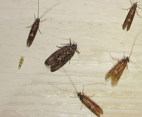 Dotted Gymnandrosoma - Gymnandrosoma punctidiscanum Sorry for the crazy photo! I couldn't crop the photo properly without the photobombers, so I left them.  The ID is for the moth in the middle. The other insects are caddisflies, except for the one tiny leafhopper.

TL: ~10 mm. Grayish brown FW with marbled appearance. Thoracic tuft. White discal spots. Hosts: Locust. Status: Common.

Habitat: Attracted to a 365 nm light in a semi-rural area

2020(61) Dotted Gymnandrosoma,Geotagged,Gymnandrosoma,Gymnandrosoma punctidiscanum,Spring,United States,moth