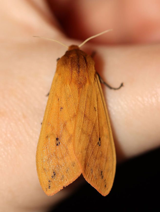 Isabella Tiger Moth - Pyrrharctia isabella Total length: ~25 mm. Pale orange forewings marked by faint brown lines and spots. Abdomen is mostly orange with a row of black, dorsal spots.<br />
<br />
Habitat: Attracted to a 365 nm light in a semi-rural area<br />
<br />
2020(62)<br />
<figure class="photo"><a href="https://www.jungledragon.com/image/96165/isabella_tiger_moth_-_pyrrharctia_isabella.html" title="Isabella Tiger Moth - Pyrrharctia isabella"><img src="https://s3.amazonaws.com/media.jungledragon.com/images/3232/96165_thumb.jpg?AWSAccessKeyId=05GMT0V3GWVNE7GGM1R2&Expires=1759968010&Signature=wSPfkGjMN3OHMelQAKIK8COgXsE%3D" width="200" height="146" alt="Isabella Tiger Moth - Pyrrharctia isabella Total length: ~25 mm. Pale orange forewings marked by faint brown lines and spots. Abdomen is mostly orange with a row of black, dorsal spots.<br />
<br />
Habitat: Attracted to a 365 nm light in a semi-rural area<br />
<br />
2020(62)<br />
<br />
https://www.jungledragon.com/image/96164/isabella_tiger_moth_-_pyrrharctia_isabella.html<br />
 Banded woolly bear,Geotagged,Pyrrharctia isabella,Spring,United States,moth" /></a></figure><br />
 Banded woolly bear,Geotagged,Pyrrharctia,Pyrrharctia isabella,Spring,United States,moth