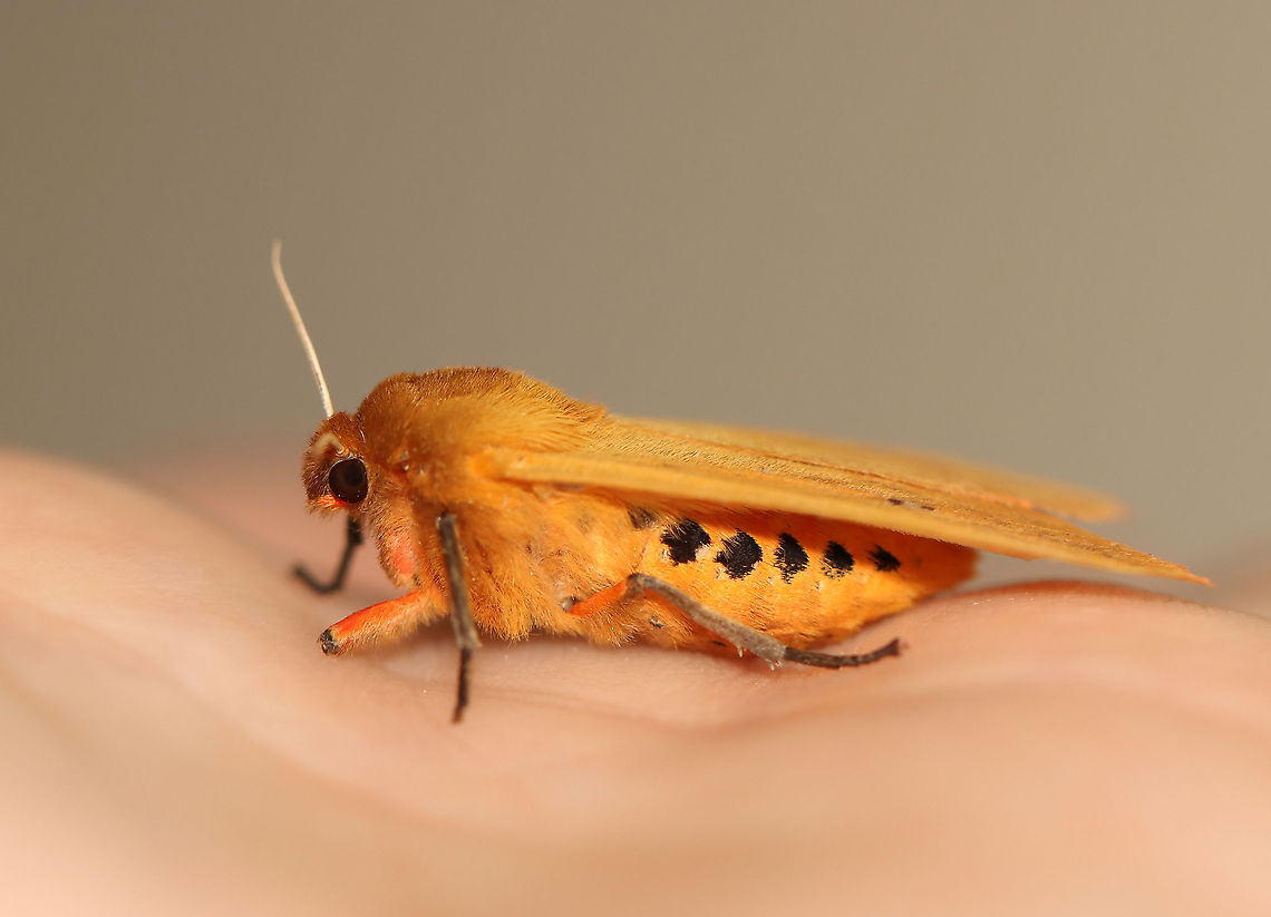 Isabella Tiger Moth - Pyrrharctia isabella Total length: ~25 mm. Pale orange forewings marked by faint brown lines and spots. Abdomen is mostly orange with a row of black, dorsal spots.<br />
<br />
Habitat: Attracted to a 365 nm light in a semi-rural area<br />
<br />
2020(62)<br />
<br />
<figure class="photo"><a href="https://www.jungledragon.com/image/96164/isabella_tiger_moth_-_pyrrharctia_isabella.html" title="Isabella Tiger Moth - Pyrrharctia isabella"><img src="https://s3.amazonaws.com/media.jungledragon.com/images/3232/96164_thumb.jpg?AWSAccessKeyId=05GMT0V3GWVNE7GGM1R2&Expires=1759968010&Signature=RePHtUh%2F%2FKdx3TQqQFBrJNMHksk%3D" width="116" height="152" alt="Isabella Tiger Moth - Pyrrharctia isabella Total length: ~25 mm. Pale orange forewings marked by faint brown lines and spots. Abdomen is mostly orange with a row of black, dorsal spots.<br />
<br />
Habitat: Attracted to a 365 nm light in a semi-rural area<br />
<br />
2020(62)<br />
https://www.jungledragon.com/image/96165/isabella_tiger_moth_-_pyrrharctia_isabella.html<br />
 Banded woolly bear,Geotagged,Pyrrharctia,Pyrrharctia isabella,Spring,United States,moth" /></a></figure><br />
 Banded woolly bear,Geotagged,Pyrrharctia isabella,Spring,United States,moth
