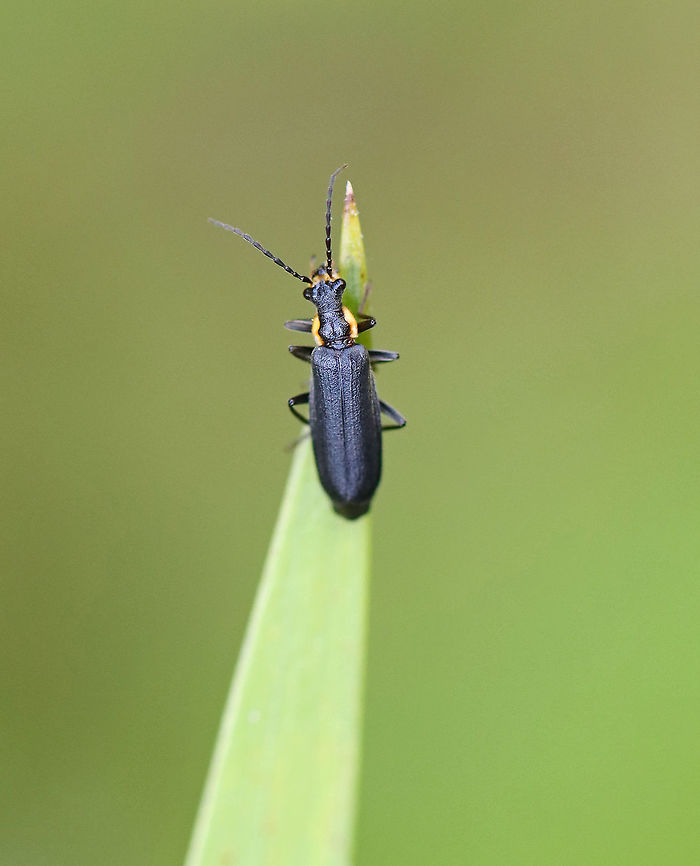 Wrinkled Soldier Beetle -Podabrus rugosulus TL: ~7 mm<br />
<br />
Habitat: Found on vegetation beside a pond Geotagged,Podabrus,Podabrus rugosulus,Summer,United States,beetle,soldier beetle,wrinkled soldier beetle