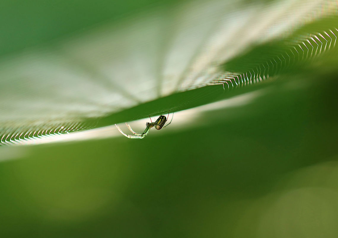 Orchard Spider - Leucauge venusta Beautiful spider with an elongated silvery abdomen that was marked with yellow, black, and green. The cephalothorax was yellow and had stripes along the sides.<br />
<br />
Habitat: I nearly walked into this web as it was hanging between two trees on a hiking trail. Mixed forest<br />
<figure class="photo"><a href="https://www.jungledragon.com/image/96279/orchard_spider_-_leucauge_venusta.html" title="Orchard Spider - Leucauge venusta"><img src="https://s3.amazonaws.com/media.jungledragon.com/images/3232/96279_thumb.jpg?AWSAccessKeyId=05GMT0V3GWVNE7GGM1R2&Expires=1767225610&Signature=vYDp5H1DdMuJiowfw3VpkJc5%2BFw%3D" width="200" height="122" alt="Orchard Spider - Leucauge venusta Beautiful spider with an elongated silvery abdomen that was marked with yellow, black, and green. The cephalothorax was yellow and had stripes along the sides.<br />
<br />
Habitat: I nearly walked into this web as it was hanging between two trees on a hiking trail. Mixed forest<br />
https://www.jungledragon.com/image/96278/orchard_spider_-_leucauge_venusta.html Geotagged,Leucauge venusta,Orchard spider,Summer,United States,spider" /></a></figure> Geotagged,Leucauge,Leucauge venusta,Orchard spider,Summer,United States,orbweaver,spider