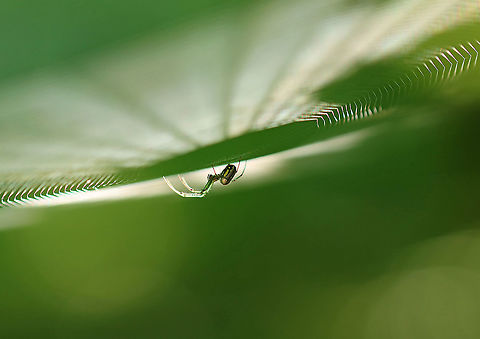 Orchard Spider - Leucauge venusta Beautiful spider with an elongated silvery abdomen that was marked with yellow, black, and green. The cephalothorax was yellow and had stripes along the sides.

Habitat: I nearly walked into this web as it was hanging between two trees on a hiking trail. Mixed forest
https://www.jungledragon.com/image/96279/orchard_spider_-_leucauge_venusta.html Geotagged,Leucauge,Leucauge venusta,Orchard spider,Summer,United States,orbweaver,spider