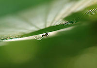 Orchard Spider - Leucauge venusta Beautiful spider with an elongated silvery abdomen that was marked with yellow, black, and green. The cephalothorax was yellow and had stripes along the sides.<br />
<br />
Habitat: I nearly walked into this web as it was hanging between two trees on a hiking trail. Mixed forest<br />
https://www.jungledragon.com/image/96279/orchard_spider_-_leucauge_venusta.html Geotagged,Leucauge,Leucauge venusta,Orchard spider,Summer,United States,orbweaver,spider