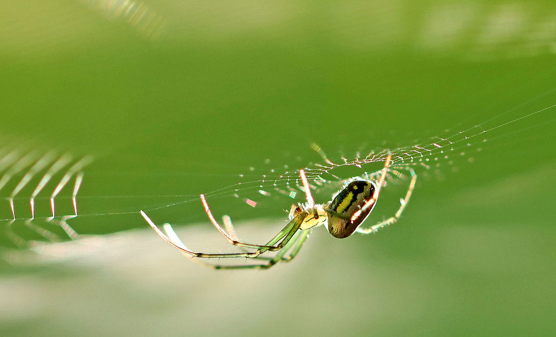 Orchard Spider - Leucauge venusta Beautiful spider with an elongated silvery abdomen that was marked with yellow, black, and green. The cephalothorax was yellow and had stripes along the sides.<br />
<br />
Habitat: I nearly walked into this web as it was hanging between two trees on a hiking trail. Mixed forest<br />
<figure class="photo"><a href="https://www.jungledragon.com/image/96278/orchard_spider_-_leucauge_venusta.html" title="Orchard Spider - Leucauge venusta"><img src="https://s3.amazonaws.com/media.jungledragon.com/images/3232/96278_thumb.jpg?AWSAccessKeyId=05GMT0V3GWVNE7GGM1R2&Expires=1767225610&Signature=f305zp7JEgcWMgxmr6mvhUawN94%3D" width="200" height="142" alt="Orchard Spider - Leucauge venusta Beautiful spider with an elongated silvery abdomen that was marked with yellow, black, and green. The cephalothorax was yellow and had stripes along the sides.<br />
<br />
Habitat: I nearly walked into this web as it was hanging between two trees on a hiking trail. Mixed forest<br />
https://www.jungledragon.com/image/96279/orchard_spider_-_leucauge_venusta.html Geotagged,Leucauge,Leucauge venusta,Orchard spider,Summer,United States,orbweaver,spider" /></a></figure> Geotagged,Leucauge venusta,Orchard spider,Summer,United States,spider