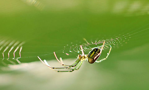 Orchard Spider - Leucauge venusta Beautiful spider with an elongated silvery abdomen that was marked with yellow, black, and green. The cephalothorax was yellow and had stripes along the sides.

Habitat: I nearly walked into this web as it was hanging between two trees on a hiking trail. Mixed forest
https://www.jungledragon.com/image/96278/orchard_spider_-_leucauge_venusta.html Geotagged,Leucauge venusta,Orchard spider,Summer,United States,spider