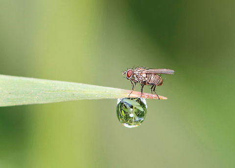 Tiger Fly - Coenosia sp., maybe Coenosia tigrina I think this is Coenosia tigrina, but I need to try to confirm the species.

Habitat: Grass; pondside Coenosia,Geotagged,Summer,United States,fly,tiger fly