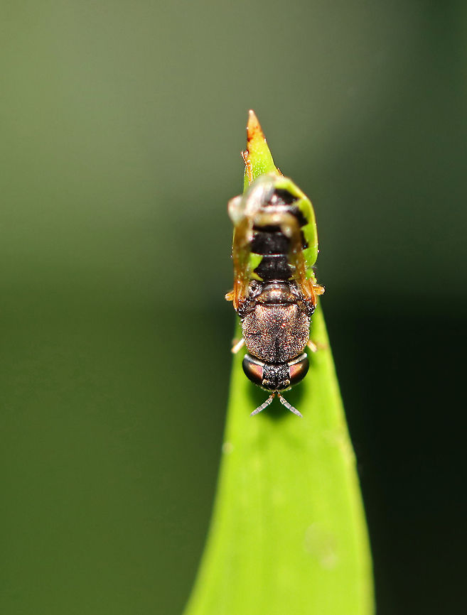 Soldier Fly - Hedriodiscus vertebratus This fly was so small that I couldn&#039;t tell what it was until I unloaded my photos onto my computer. Its wings are messed up (wet maybe?) and it had a green zigzag pattern along the edges of its abdomen.<br />
<br />
Habitat: Grassy area beside a pond<br />
<figure class="photo"><a href="https://www.jungledragon.com/image/96283/soldier_fly_-_hedriodiscus_vertebratus.html" title="Soldier Fly - Hedriodiscus vertebratus"><img src="https://s3.amazonaws.com/media.jungledragon.com/images/3232/96283_thumb.jpg?AWSAccessKeyId=05GMT0V3GWVNE7GGM1R2&Expires=1759968010&Signature=CjTEIUEL7DYZ76zHjpWAH7xFedo%3D" width="200" height="154" alt="Soldier Fly - Hedriodiscus vertebratus This fly was so small that I couldn&#039;t tell what it was until I unloaded my photos onto my computer. Its wings are messed up (wet maybe?) and it had a green zigzag pattern along the edges of its abdomen.<br />
<br />
Habitat: Grassy area beside a pond<br />
https://www.jungledragon.com/image/96282/soldier_fly_-_hedriodiscus_vertebratus.html Geotagged,Hedriodiscus vertebratus,Summer,United States" /></a></figure> Geotagged,Hedriodiscus,Hedriodiscus vertebratus,Summer,United States,fly,soldier fly