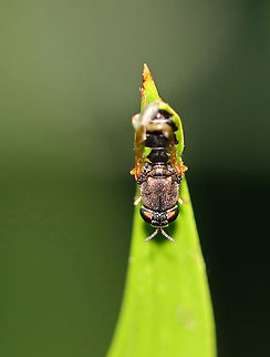 Soldier Fly - Hedriodiscus vertebratus This fly was so small that I couldn't tell what it was until I unloaded my photos onto my computer. Its wings are messed up (wet maybe?) and it had a green zigzag pattern along the edges of its abdomen.

Habitat: Grassy area beside a pond
https://www.jungledragon.com/image/96283/soldier_fly_-_hedriodiscus_vertebratus.html Geotagged,Hedriodiscus,Hedriodiscus vertebratus,Summer,United States,fly,soldier fly