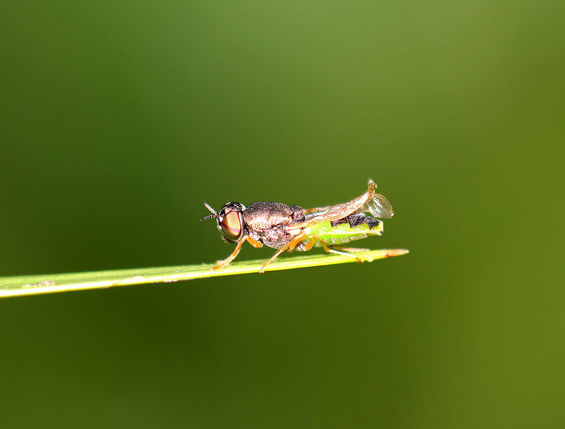 Soldier Fly - Hedriodiscus vertebratus This fly was so small that I couldn't tell what it was until I unloaded my photos onto my computer. Its wings are messed up (wet maybe?) and it had a green zigzag pattern along the edges of its abdomen.<br />
<br />
Habitat: Grassy area beside a pond<br />
<figure class="photo"><a href="https://www.jungledragon.com/image/96282/soldier_fly_-_hedriodiscus_vertebratus.html" title="Soldier Fly - Hedriodiscus vertebratus"><img src="https://s3.amazonaws.com/media.jungledragon.com/images/3232/96282_thumb.jpg?AWSAccessKeyId=05GMT0V3GWVNE7GGM1R2&Expires=1759968010&Signature=3DgC0MTyNCGoelgxj7ll43fOcJ0%3D" width="116" height="152" alt="Soldier Fly - Hedriodiscus vertebratus This fly was so small that I couldn't tell what it was until I unloaded my photos onto my computer. Its wings are messed up (wet maybe?) and it had a green zigzag pattern along the edges of its abdomen.<br />
<br />
Habitat: Grassy area beside a pond<br />
https://www.jungledragon.com/image/96283/soldier_fly_-_hedriodiscus_vertebratus.html Geotagged,Hedriodiscus,Hedriodiscus vertebratus,Summer,United States,fly,soldier fly" /></a></figure> Geotagged,Hedriodiscus vertebratus,Summer,United States