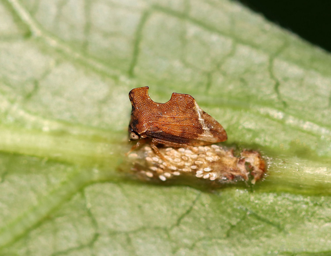 Keeled Treehopper with Eggs - Entylia carinata TL: ~5 mm<br />
<br />
Habitat: There were a bunch of these on vegetation bordering a stream in a mixed forest Entylia,Entylia carinata,Geotagged,Summer,United States,eggs,keeled treehopper,treehopper