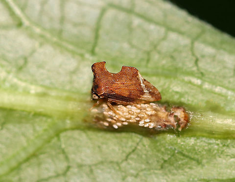 Keeled Treehopper with Eggs - Entylia carinata TL: ~5 mm

Habitat: There were a bunch of these on vegetation bordering a stream in a mixed forest Entylia,Entylia carinata,Geotagged,Summer,United States,eggs,keeled treehopper,treehopper