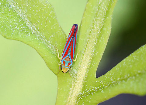 Candy-striped Leafhopper - Graphocephala coccinea Habitat: Pondside Geotagged,Graphocephala,Graphocephala coccinea,Summer,United States,leafhopper