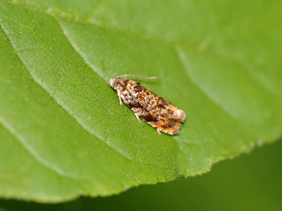 Celypha Moth - Celypha cespitana Habitat: Bog/Mixed forest Celypha,Celypha Moth,Celypha cespitana,Geotagged,Summer,United States,moth