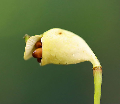Twinleaf - Jeffersonia diphylla This is the fruit of twinleaf. It pops when ripe to release the seeds.

Habitat: Mixed forest
https://www.jungledragon.com/image/96374/twinleaf_-_jeffersonia_diphylla.html
https://www.jungledragon.com/image/96375/twinleaf_-_jeffersonia_diphylla.html Geotagged,Jeffersonia diphylla,Summer,Twinleaf,United States