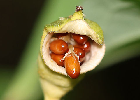 Twinleaf - Jeffersonia diphylla This is the fruit of twinleaf. It pops when ripe to release the seeds.

Habitat: Mixed forest
https://www.jungledragon.com/image/96375/twinleaf_-_jeffersonia_diphylla.html
https://www.jungledragon.com/image/96373/twinleaf_-_jeffersonia_diphylla.html Geotagged,Jeffersonia diphylla,Summer,Twinleaf,United States