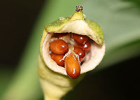 Twinleaf - Jeffersonia diphylla This is the fruit of twinleaf. It pops when ripe to release the seeds.<br />
<br />
Habitat: Mixed forest<br />
https://www.jungledragon.com/image/96375/twinleaf_-_jeffersonia_diphylla.html<br />
https://www.jungledragon.com/image/96373/twinleaf_-_jeffersonia_diphylla.html Geotagged,Jeffersonia diphylla,Summer,Twinleaf,United States