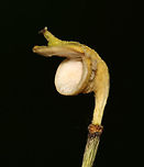 Twinleaf - Jeffersonia diphylla This is the fruit of twinleaf. It pops when ripe to release the seeds. In this case, the seeds had already fallen out.<br />
<br />
Habitat: Mixed forest<br />
https://www.jungledragon.com/image/96373/twinleaf_-_jeffersonia_diphylla.html<br />
https://www.jungledragon.com/image/96374/twinleaf_-_jeffersonia_diphylla.html Geotagged,Jeffersonia diphylla,Summer,Twinleaf,United States