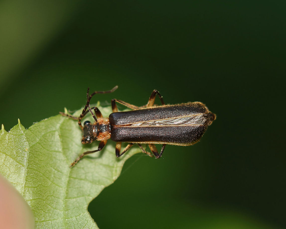 Infected Soldier Beetle - Podabrus basillaris I found this beetle stuck to a leaf. It had fungal threads anchoring it to a leaf.<br />
<br />
Habitat: Mixed forest<br />
<figure class="photo"><a href="https://www.jungledragon.com/image/96377/infected_soldier_beetle_-_podabrus_basillaris.html" title="Infected Soldier Beetle - Podabrus basillaris"><img src="https://s3.amazonaws.com/media.jungledragon.com/images/3232/96377_thumb.jpg?AWSAccessKeyId=05GMT0V3GWVNE7GGM1R2&Expires=1767225610&Signature=WmYl8FA4SK9nSC7UKg36BM2%2FdL0%3D" width="200" height="164" alt="Infected Soldier Beetle - Podabrus basillaris I found this beetle stuck to a leaf. It had fungal threads anchoring it to a leaf.<br />
<br />
Habitat: Mixed forest<br />
https://www.jungledragon.com/image/96376/infected_soldier_beetle_-_podabrus_basillaris.html Geotagged,Podabrus basillaris,Summer,United States" /></a></figure> Geotagged,Podabrus,Podabrus basillaris,Summer,United States,beetle,fungus,infected beetle,soldier beetle