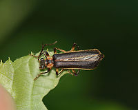 Infected Soldier Beetle - Podabrus basillaris I found this beetle stuck to a leaf. It had fungal threads anchoring it to a leaf.<br />
<br />
Habitat: Mixed forest<br />
https://www.jungledragon.com/image/96377/infected_soldier_beetle_-_podabrus_basillaris.html Geotagged,Podabrus,Podabrus basillaris,Summer,United States,beetle,fungus,infected beetle,soldier beetle