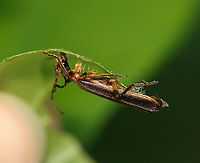 Infected Soldier Beetle - Podabrus basillaris I found this beetle stuck to a leaf. It had fungal threads anchoring it to a leaf.<br />
<br />
Habitat: Mixed forest<br />
https://www.jungledragon.com/image/96376/infected_soldier_beetle_-_podabrus_basillaris.html Geotagged,Podabrus basillaris,Summer,United States
