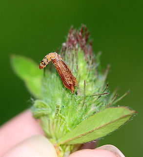 Red Clover Casebearer Larva - Coleophora deauratella There were several of these casebearers on red clover, in addition to feeding damage(?) on the leaves.

Habitat: Red clover (Trifolium pratense)
https://www.jungledragon.com/image/96439/red_clover_trifolium_pratense_with_damaged_leaves_from_a_red_clover_casebearer_larva_coleophora_deauratella.html
https://www.jungledragon.com/image/96440/red_clover_casebearer_larva_-_coleophora_deauratella.html
https://www.jungledragon.com/image/96441/red_clover_casebearer_larva_-_coleophora_deauratella.html Coleophora,Coleophora deauratella,Geotagged,Red Clover Casebearer,Spring,United States,casebearer,caterpillar,larva
