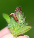 Red Clover Casebearer Larva - Coleophora deauratella There were several of these casebearers on red clover, in addition to feeding damage(?) on the leaves.<br />
<br />
Habitat: Red clover (Trifolium pratense)<br />
https://www.jungledragon.com/image/96439/red_clover_trifolium_pratense_with_damaged_leaves_from_a_red_clover_casebearer_larva_coleophora_deauratella.html<br />
https://www.jungledragon.com/image/96440/red_clover_casebearer_larva_-_coleophora_deauratella.html<br />
https://www.jungledragon.com/image/96441/red_clover_casebearer_larva_-_coleophora_deauratella.html Coleophora,Coleophora deauratella,Geotagged,Red Clover Casebearer,Spring,United States,casebearer,caterpillar,larva