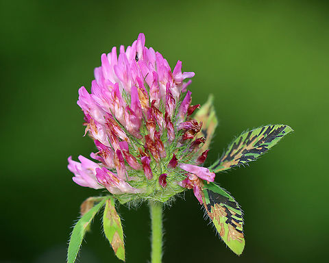 Red Clover (Trifolium pratense) with damaged leaves from a Red Clover Casebearer Larva (Coleophora deauratella) I think this kind of leaf damage is called window feeding and am assuming it was done by larvae of the Red Clover Casebearer since I spotted some of them on the clovers.

Habitat: Red clover (Trifolium pratense) growing in a grassy area near a pond's edge
https://www.jungledragon.com/image/96441/red_clover_casebearer_larva_-_coleophora_deauratella.html
https://www.jungledragon.com/image/96440/red_clover_casebearer_larva_-_coleophora_deauratella.html
https://www.jungledragon.com/image/96438/red_clover_casebearer_larva_-_coleophora_deauratella.html Geotagged,Red Clover Casebearer,Red clover,Spring,Trifolium pratense,United States,leaf damage,window feeding