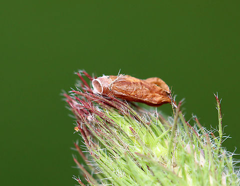 Red Clover Casebearer Larva - Coleophora deauratella There were several of these casebearers on red clover, in addition to feeding damage(?) on the leaves.

Habitat: Red clover (Trifolium pratense)

https://www.jungledragon.com/image/96441/red_clover_casebearer_larva_-_coleophora_deauratella.html
https://www.jungledragon.com/image/96439/red_clover_trifolium_pratense_with_damaged_leaves_from_a_red_clover_casebearer_larva_coleophora_deauratella.html
https://www.jungledragon.com/image/96438/red_clover_casebearer_larva_-_coleophora_deauratella.html Coleophora,Coleophora deauratella,Geotagged,Red Clover Casebearer,Spring,United States,casebearer,red clover