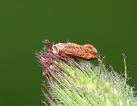 Red Clover Casebearer Larva - Coleophora deauratella There were several of these casebearers on red clover, in addition to feeding damage(?) on the leaves.<br />
<br />
Habitat: Red clover (Trifolium pratense)<br />
<br />
https://www.jungledragon.com/image/96441/red_clover_casebearer_larva_-_coleophora_deauratella.html<br />
https://www.jungledragon.com/image/96439/red_clover_trifolium_pratense_with_damaged_leaves_from_a_red_clover_casebearer_larva_coleophora_deauratella.html<br />
https://www.jungledragon.com/image/96438/red_clover_casebearer_larva_-_coleophora_deauratella.html Coleophora,Coleophora deauratella,Geotagged,Red Clover Casebearer,Spring,United States,casebearer,red clover