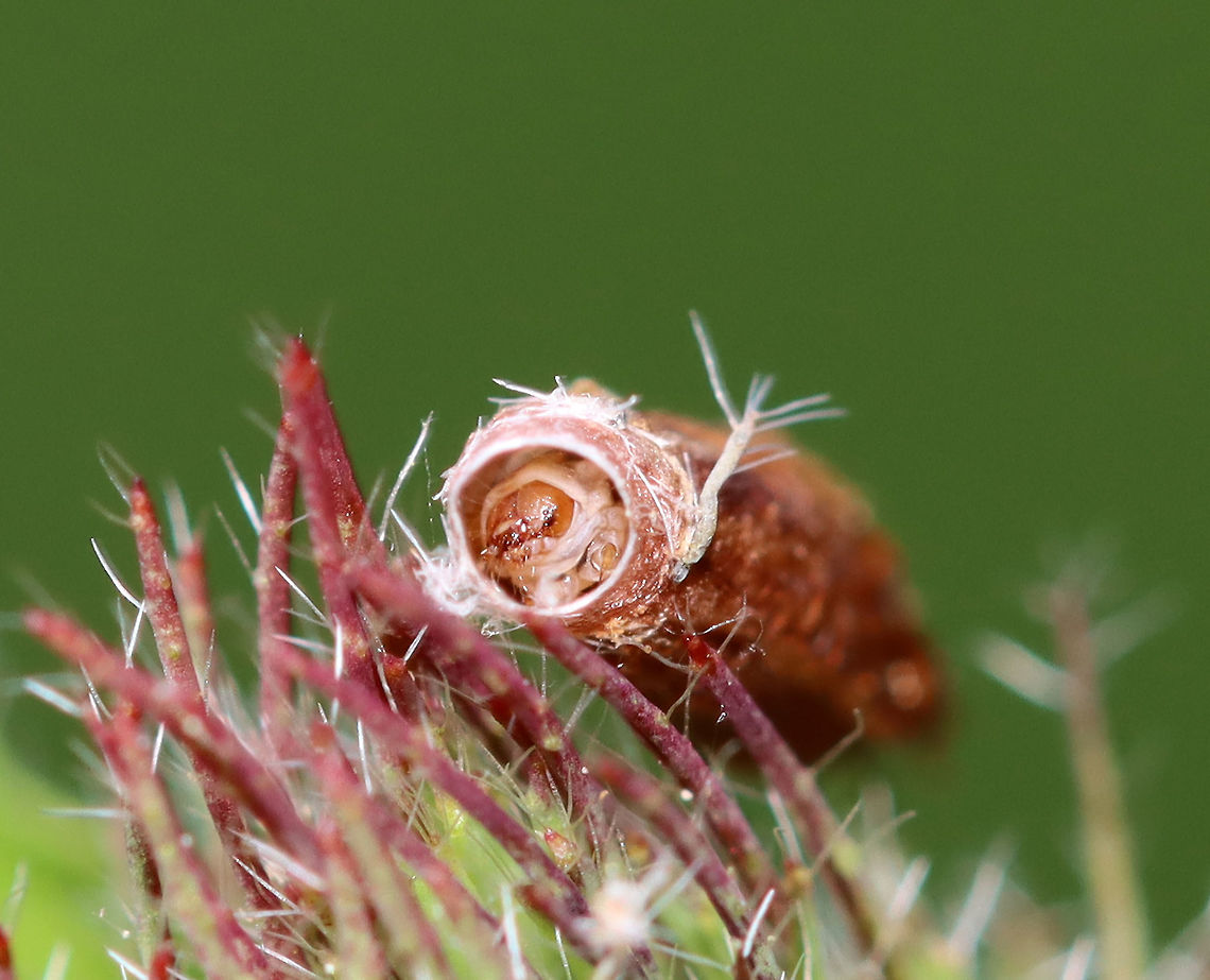 Red Clover Casebearer Larva - Coleophora deauratella There were several of these casebearers on red clover, in addition to feeding damage(?) on the leaves.<br />
<br />
Habitat: Red clover (Trifolium pratense)<br />
<figure class="photo"><a href="https://www.jungledragon.com/image/96440/red_clover_casebearer_larva_-_coleophora_deauratella.html" title="Red Clover Casebearer Larva - Coleophora deauratella"><img src="https://s3.amazonaws.com/media.jungledragon.com/images/3232/96440_thumb.jpg?AWSAccessKeyId=05GMT0V3GWVNE7GGM1R2&Expires=1759968010&Signature=X3iyRKc%2BBTh4G1mc52TUgnjvrtM%3D" width="200" height="156" alt="Red Clover Casebearer Larva - Coleophora deauratella There were several of these casebearers on red clover, in addition to feeding damage(?) on the leaves.<br />
<br />
Habitat: Red clover (Trifolium pratense)<br />
<br />
https://www.jungledragon.com/image/96441/red_clover_casebearer_larva_-_coleophora_deauratella.html<br />
https://www.jungledragon.com/image/96439/red_clover_trifolium_pratense_with_damaged_leaves_from_a_red_clover_casebearer_larva_coleophora_deauratella.html<br />
https://www.jungledragon.com/image/96438/red_clover_casebearer_larva_-_coleophora_deauratella.html Coleophora,Coleophora deauratella,Geotagged,Red Clover Casebearer,Spring,United States,casebearer,red clover" /></a></figure><br />
<figure class="photo"><a href="https://www.jungledragon.com/image/96439/red_clover_trifolium_pratense_with_damaged_leaves_from_a_red_clover_casebearer_larva_coleophora_deauratella.html" title="Red Clover (Trifolium pratense) with damaged leaves from a Red Clover Casebearer Larva (Coleophora deauratella)"><img src="https://s3.amazonaws.com/media.jungledragon.com/images/3232/96439_thumb.jpg?AWSAccessKeyId=05GMT0V3GWVNE7GGM1R2&Expires=1759968010&Signature=5VKAHmpG2ylbMm1s7mvgkm3DFbw%3D" width="200" height="160" alt="Red Clover (Trifolium pratense) with damaged leaves from a Red Clover Casebearer Larva (Coleophora deauratella) I think this kind of leaf damage is called window feeding and am assuming it was done by larvae of the Red Clover Casebearer since I spotted some of them on the clovers.<br />
<br />
Habitat: Red clover (Trifolium pratense) growing in a grassy area near a pond&#039;s edge<br />
https://www.jungledragon.com/image/96441/red_clover_casebearer_larva_-_coleophora_deauratella.html<br />
https://www.jungledragon.com/image/96440/red_clover_casebearer_larva_-_coleophora_deauratella.html<br />
https://www.jungledragon.com/image/96438/red_clover_casebearer_larva_-_coleophora_deauratella.html Geotagged,Red Clover Casebearer,Red clover,Spring,Trifolium pratense,United States,leaf damage,window feeding" /></a></figure><br />
<figure class="photo"><a href="https://www.jungledragon.com/image/96438/red_clover_casebearer_larva_-_coleophora_deauratella.html" title="Red Clover Casebearer Larva - Coleophora deauratella"><img src="https://s3.amazonaws.com/media.jungledragon.com/images/3232/96438_thumb.jpg?AWSAccessKeyId=05GMT0V3GWVNE7GGM1R2&Expires=1759968010&Signature=1TtFw3QS8%2B8uzZHaB%2FAWSuuEgVg%3D" width="140" height="152" alt="Red Clover Casebearer Larva - Coleophora deauratella There were several of these casebearers on red clover, in addition to feeding damage(?) on the leaves.<br />
<br />
Habitat: Red clover (Trifolium pratense)<br />
https://www.jungledragon.com/image/96439/red_clover_trifolium_pratense_with_damaged_leaves_from_a_red_clover_casebearer_larva_coleophora_deauratella.html<br />
https://www.jungledragon.com/image/96440/red_clover_casebearer_larva_-_coleophora_deauratella.html<br />
https://www.jungledragon.com/image/96441/red_clover_casebearer_larva_-_coleophora_deauratella.html Coleophora,Coleophora deauratella,Geotagged,Red Clover Casebearer,Spring,United States,casebearer,caterpillar,larva" /></a></figure> Coleophora deauratella,Geotagged,Spring,United States