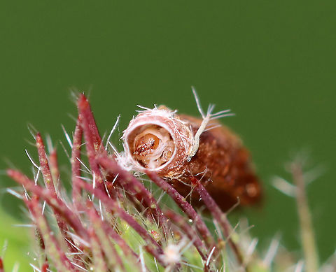 Red Clover Casebearer Larva - Coleophora deauratella There were several of these casebearers on red clover, in addition to feeding damage(?) on the leaves.

Habitat: Red clover (Trifolium pratense)
https://www.jungledragon.com/image/96440/red_clover_casebearer_larva_-_coleophora_deauratella.html
https://www.jungledragon.com/image/96439/red_clover_trifolium_pratense_with_damaged_leaves_from_a_red_clover_casebearer_larva_coleophora_deauratella.html
https://www.jungledragon.com/image/96438/red_clover_casebearer_larva_-_coleophora_deauratella.html Coleophora deauratella,Geotagged,Spring,United States