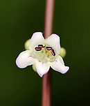 Foxglove Beardtongue - Penstemon digitalis It gets the name 'beardtongue' from the small clump of hairs that grows on one of its five stamens. The "bearded" stamen is sterile.<br />
<br />
Habitat: Rural garden<br />
https://www.jungledragon.com/image/96444/foxglove_beardtongue_-_penstemon_digitalis.html<br />
https://www.jungledragon.com/image/96443/foxglove_beardtongue_-_penstemon_digitalis.html Foxglove beard-tongue,Geotagged,Penstemon,Penstemon digitalis,Spring,United States