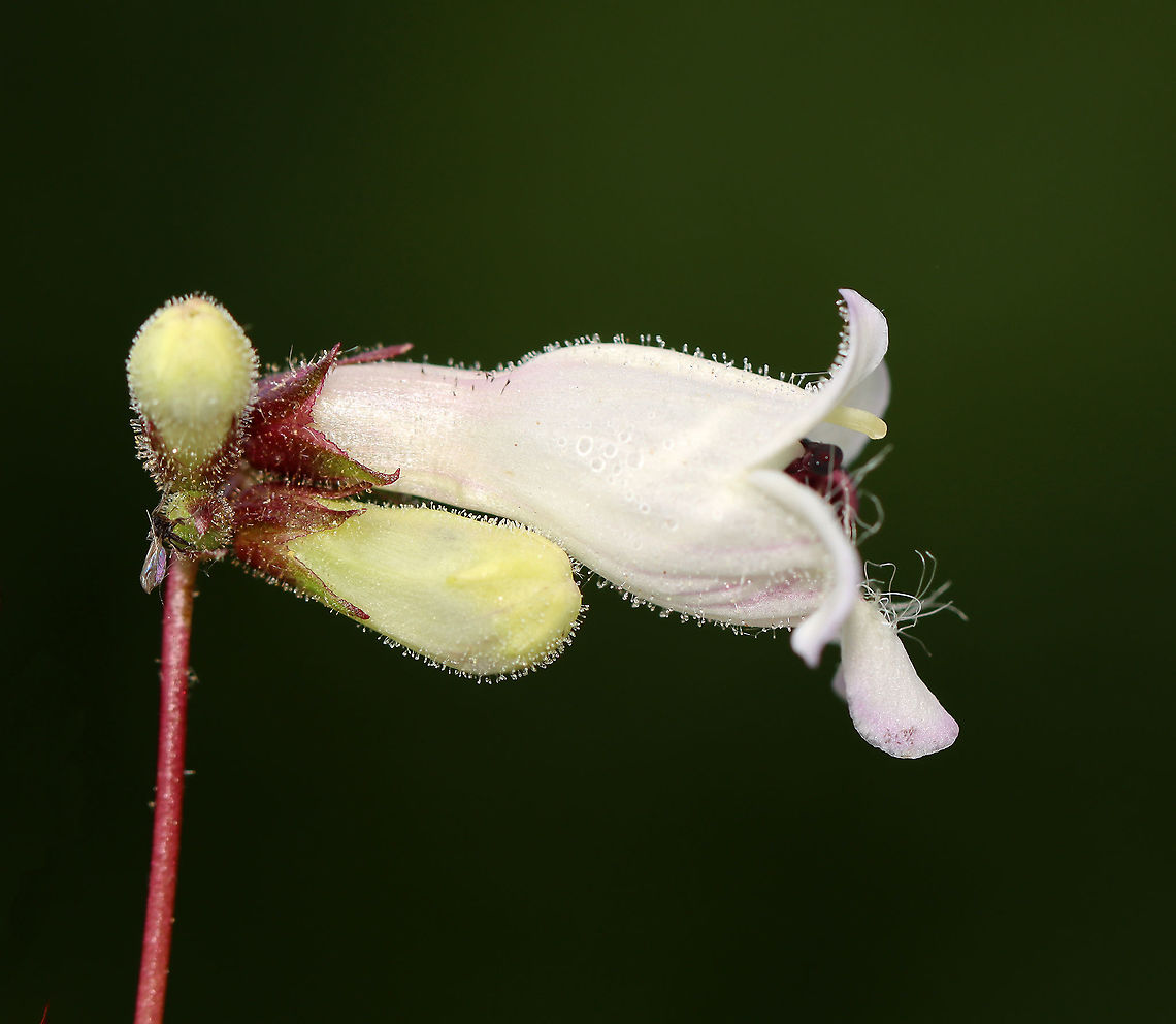 Foxglove Beardtongue - Penstemon digitalis It gets the name &#039;beardtongue&#039; from the small clump of hairs that grows on one of its five stamens. The &quot;bearded&quot; stamen is sterile.<br />
<br />
Habitat: Rural garden<br />
<figure class="photo"><a href="https://www.jungledragon.com/image/96442/foxglove_beardtongue_-_penstemon_digitalis.html" title="Foxglove Beardtongue - Penstemon digitalis"><img src="https://s3.amazonaws.com/media.jungledragon.com/images/3232/96442_thumb.jpg?AWSAccessKeyId=05GMT0V3GWVNE7GGM1R2&Expires=1759968010&Signature=JVj0Ew%2FsWOUGbegw68zAkbVGUos%3D" width="132" height="152" alt="Foxglove Beardtongue - Penstemon digitalis It gets the name &#039;beardtongue&#039; from the small clump of hairs that grows on one of its five stamens. The &quot;bearded&quot; stamen is sterile.<br />
<br />
Habitat: Rural garden<br />
https://www.jungledragon.com/image/96444/foxglove_beardtongue_-_penstemon_digitalis.html<br />
https://www.jungledragon.com/image/96443/foxglove_beardtongue_-_penstemon_digitalis.html Foxglove beard-tongue,Geotagged,Penstemon,Penstemon digitalis,Spring,United States" /></a></figure><br />
<figure class="photo"><a href="https://www.jungledragon.com/image/96444/foxglove_beardtongue_-_penstemon_digitalis.html" title="Foxglove Beardtongue - Penstemon digitalis"><img src="https://s3.amazonaws.com/media.jungledragon.com/images/3232/96444_thumb.jpg?AWSAccessKeyId=05GMT0V3GWVNE7GGM1R2&Expires=1759968010&Signature=s2DwWH8LrpoaYwbTAwSkuThGAwU%3D" width="106" height="152" alt="Foxglove Beardtongue - Penstemon digitalis It gets the name &#039;beardtongue&#039; from the small clump of hairs that grows on one of its five stamens. The &quot;bearded&quot; stamen is sterile.<br />
<br />
Habitat: Rural garden<br />
https://www.jungledragon.com/image/96442/foxglove_beardtongue_-_penstemon_digitalis.html<br />
https://www.jungledragon.com/image/96443/foxglove_beardtongue_-_penstemon_digitalis.html Foxglove beard-tongue,Geotagged,Penstemon digitalis,Spring,United States" /></a></figure> Foxglove beard-tongue,Geotagged,Penstemon digitalis,Spring,United States