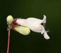 Foxglove Beardtongue - Penstemon digitalis It gets the name 'beardtongue' from the small clump of hairs that grows on one of its five stamens. The "bearded" stamen is sterile.<br />
<br />
Habitat: Rural garden<br />
https://www.jungledragon.com/image/96442/foxglove_beardtongue_-_penstemon_digitalis.html<br />
https://www.jungledragon.com/image/96444/foxglove_beardtongue_-_penstemon_digitalis.html Foxglove beard-tongue,Geotagged,Penstemon digitalis,Spring,United States