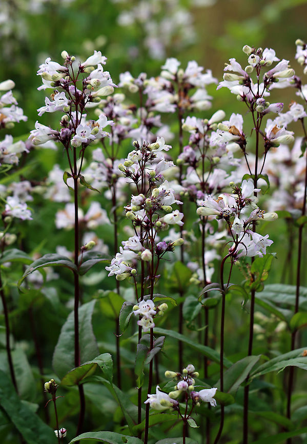 Foxglove Beardtongue - Penstemon digitalis It gets the name &#039;beardtongue&#039; from the small clump of hairs that grows on one of its five stamens. The &quot;bearded&quot; stamen is sterile.<br />
<br />
Habitat: Rural garden<br />
<figure class="photo"><a href="https://www.jungledragon.com/image/96442/foxglove_beardtongue_-_penstemon_digitalis.html" title="Foxglove Beardtongue - Penstemon digitalis"><img src="https://s3.amazonaws.com/media.jungledragon.com/images/3232/96442_thumb.jpg?AWSAccessKeyId=05GMT0V3GWVNE7GGM1R2&Expires=1769040010&Signature=T1EsKjXcpPgrAzAPU279H4hJdhE%3D" width="132" height="152" alt="Foxglove Beardtongue - Penstemon digitalis It gets the name &#039;beardtongue&#039; from the small clump of hairs that grows on one of its five stamens. The &quot;bearded&quot; stamen is sterile.<br />
<br />
Habitat: Rural garden<br />
https://www.jungledragon.com/image/96444/foxglove_beardtongue_-_penstemon_digitalis.html<br />
https://www.jungledragon.com/image/96443/foxglove_beardtongue_-_penstemon_digitalis.html Foxglove beard-tongue,Geotagged,Penstemon,Penstemon digitalis,Spring,United States" /></a></figure><br />
<figure class="photo"><a href="https://www.jungledragon.com/image/96443/foxglove_beardtongue_-_penstemon_digitalis.html" title="Foxglove Beardtongue - Penstemon digitalis"><img src="https://s3.amazonaws.com/media.jungledragon.com/images/3232/96443_thumb.jpg?AWSAccessKeyId=05GMT0V3GWVNE7GGM1R2&Expires=1769040010&Signature=oCu8LpHm9gitQwGuUYFNMWCmRTM%3D" width="200" height="176" alt="Foxglove Beardtongue - Penstemon digitalis It gets the name &#039;beardtongue&#039; from the small clump of hairs that grows on one of its five stamens. The &quot;bearded&quot; stamen is sterile.<br />
<br />
Habitat: Rural garden<br />
https://www.jungledragon.com/image/96442/foxglove_beardtongue_-_penstemon_digitalis.html<br />
https://www.jungledragon.com/image/96444/foxglove_beardtongue_-_penstemon_digitalis.html Foxglove beard-tongue,Geotagged,Penstemon digitalis,Spring,United States" /></a></figure> Foxglove beard-tongue,Geotagged,Penstemon digitalis,Spring,United States