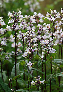 Foxglove Beardtongue - Penstemon digitalis It gets the name 'beardtongue' from the small clump of hairs that grows on one of its five stamens. The "bearded" stamen is sterile.

Habitat: Rural garden
https://www.jungledragon.com/image/96442/foxglove_beardtongue_-_penstemon_digitalis.html
https://www.jungledragon.com/image/96443/foxglove_beardtongue_-_penstemon_digitalis.html Foxglove beard-tongue,Geotagged,Penstemon digitalis,Spring,United States